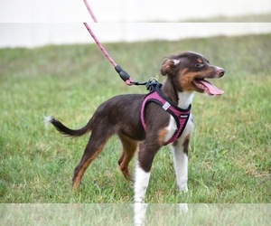 Miniature Australian Shepherd Puppy for sale in PALM COAST, FL, USA