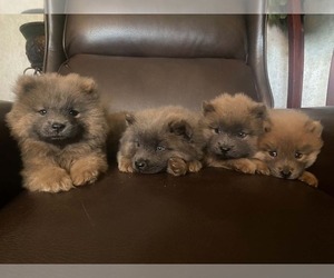Chow Chow Puppy for sale in EFFINGHAM, SC, USA