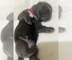 Puppy Magenta Girl Cane Corso