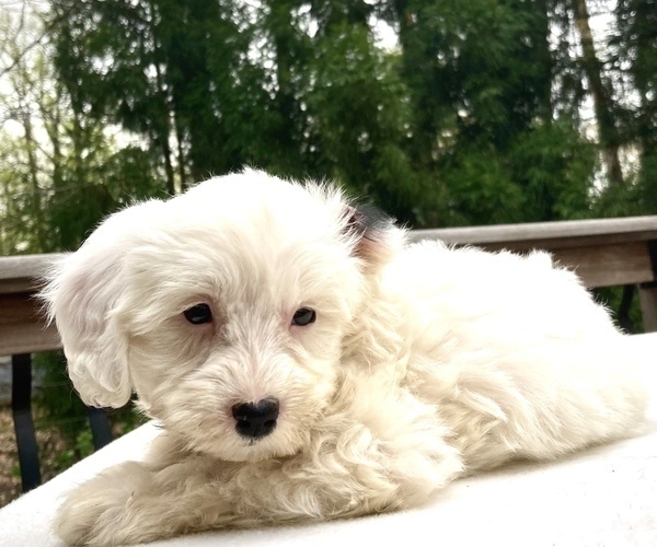 Medium Photo #4 Sheepadoodle Puppy For Sale in CHATHAM, PA, USA