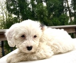 Small Photo #4 Sheepadoodle Puppy For Sale in CHATHAM, PA, USA