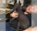 Small #3 Mutt