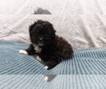 Puppy Puppy 1 Jack Bichpoo