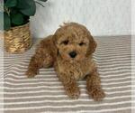 Small #3 Cavapoo