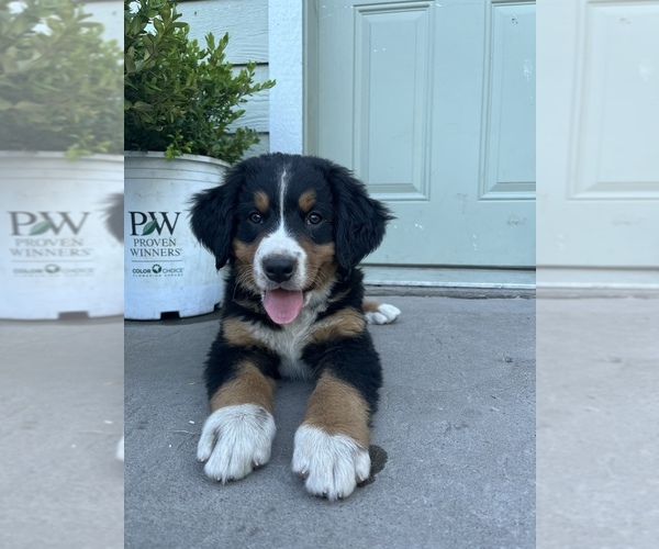 Medium Photo #3 Bernese Mountain Dog Puppy For Sale in PLAINS, MT, USA