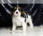 Small #2 Cavalier King Charles Spaniel