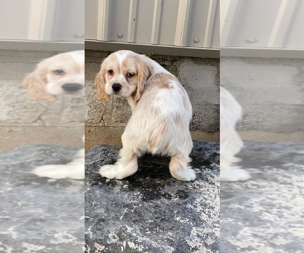 Medium Photo #7 Cocker Spaniel Puppy For Sale in CANOGA, NY, USA