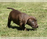Small #1 Dachsador