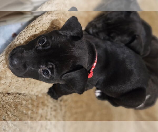 Medium Photo #2 Labrador Retriever-Unknown Mix Puppy For Sale in Princeton, MN, USA
