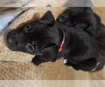 Small #1 Labrador Retriever Mix