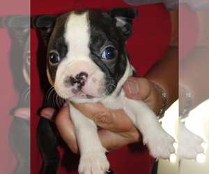 Boston Terrier Puppy for sale in WILSONVILLE, OR, USA