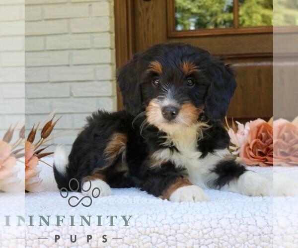 Medium Photo #1 Bernedoodle (Miniature) Puppy For Sale in NARVON, PA, USA