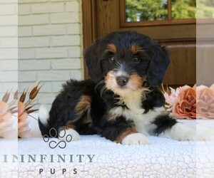 Bernedoodle (Miniature) Puppy for sale in NARVON, PA, USA