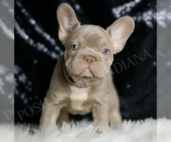 Medium Photo #4 French Bulldog Puppy For Sale in WARSAW, IN, USA
