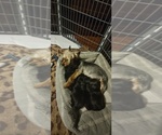 Small #1 Yorkshire Terrier
