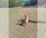 Small #5 Mutt