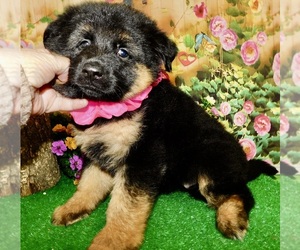 German Shepherd Dog Puppy for sale in HAMMOND, IN, USA