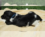 Small #1 Bernedoodle