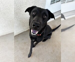 Labrador Retriever Dogs for adoption in Phoenix, AZ, USA