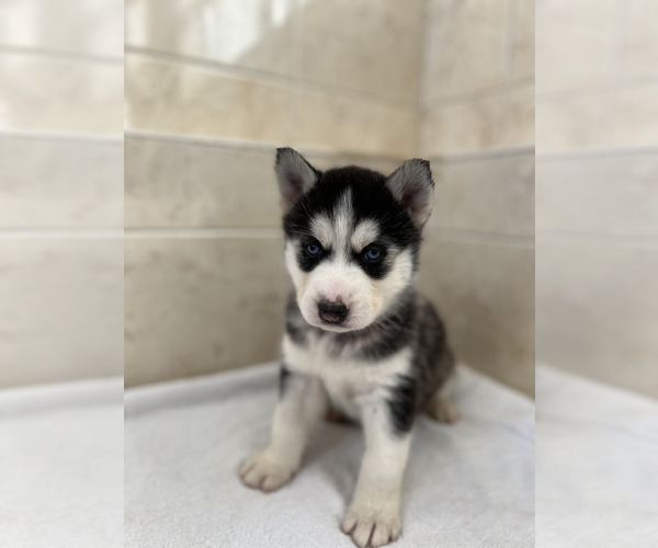 Medium Photo #6 Siberian Husky Puppy For Sale in EAST HERKIMER, NY, USA