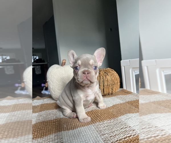 Medium Photo #1 French Bulldog Puppy For Sale in BELLE CHASSE, LA, USA