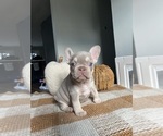 Puppy 6 French Bulldog