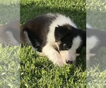 Small Photo #6 Border Collie Puppy For Sale in BRISTOW, OK, USA