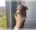 Puppy Allycat Chihuahua