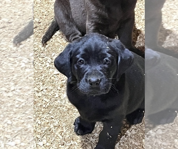 Medium Photo #1 Labrador Retriever Puppy For Sale in SENOIA, GA, USA