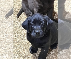 Labrador Retriever Puppy for sale in SENOIA, GA, USA