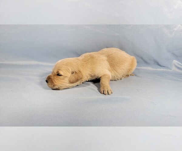 Medium Photo #10 Golden Retriever Puppy For Sale in BLACK FOREST, CO, USA