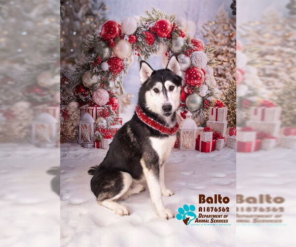 Medium Photo #1 Siberian Husky Puppy For Sale in Riverside, CA, USA