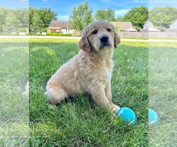 Medium Photo #25 Golden Retriever Puppy For Sale in GREENFIELD, IN, USA