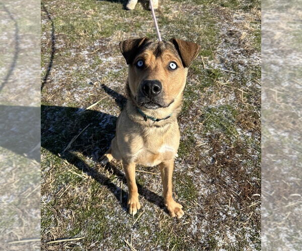 Medium Photo #3 Siberian Husky-Unknown Mix Puppy For Sale in Evansville, IN, USA