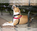 Small #8 American Bulldog