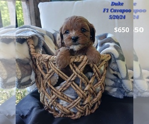 Cavapoo Puppy for Sale in TOPEKA, Indiana USA