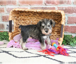 Small #1 Schnauzer (Miniature)