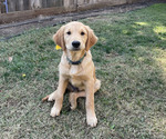 Puppy Blue Boy Golden Retriever