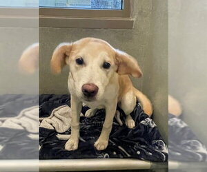 Labbe Dogs for adoption in Lee's Summit, MO, USA