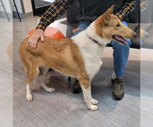 Mutt Dogs for adoption in Dublin, OH, USA