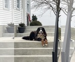 Small Photo #1 Bernese Mountain Dog Puppy For Sale in MIDDLEBURY, IN, USA