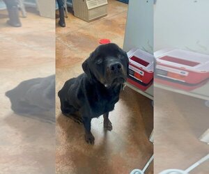 Rottweiler Dogs for adoption in Bolivar, MO, USA