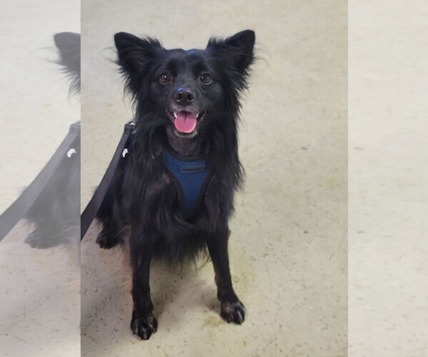 Medium Photo #11 Pomsky Puppy For Sale in Lebanon, PA, USA