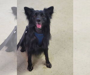 Pogo - Male Pomsky Dog for Adoption - Photo #11