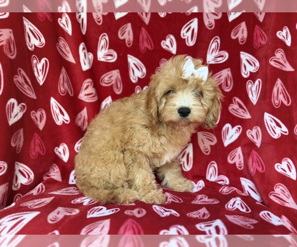 Medium Photo #6 Goldendoodle (Miniature) Puppy For Sale in LAKELAND, FL, USA