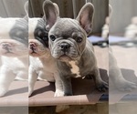 Small Photo #11 French Bulldog Puppy For Sale in SANTA CRUZ, CA, USA