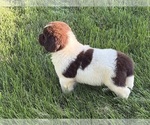 Small #3 Newfoundland