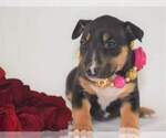 Small Photo #1 Bull Terrier Puppy For Sale in AUBURN, WA, USA