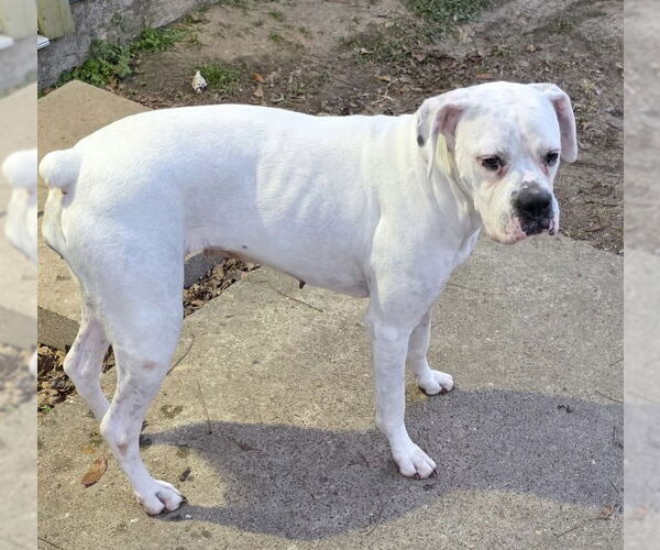 Medium Photo #8 Boxer Puppy For Sale in  Katy, TX, USA