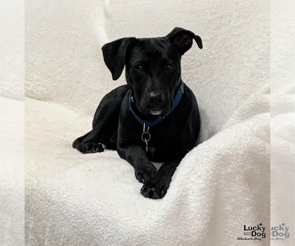 Medium Photo #11 Labrador Retriever-Unknown Mix Puppy For Sale in Washington, DC, USA